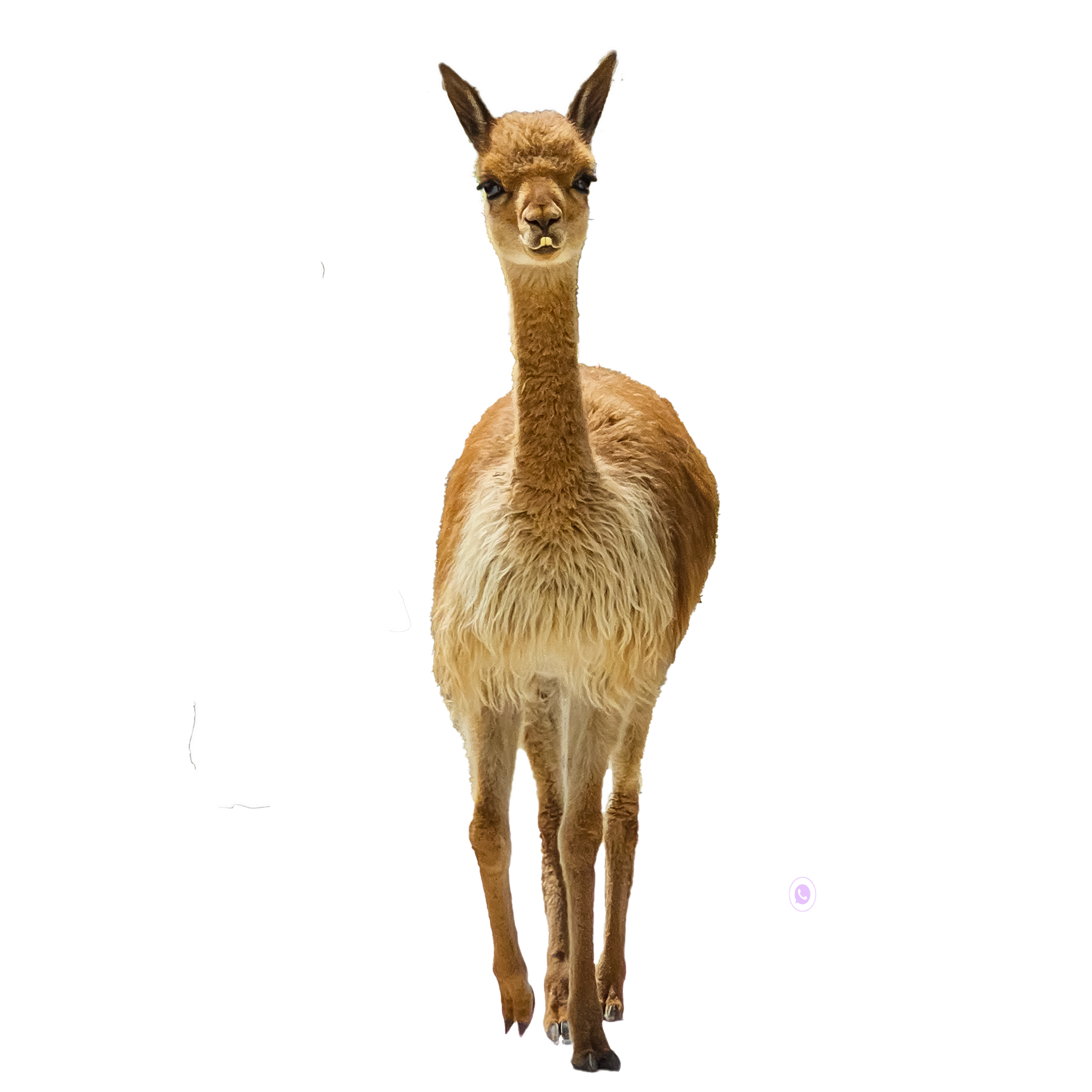 Vicuña Guía
